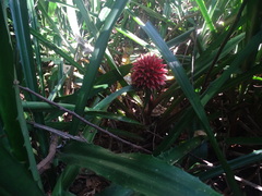 Aechmea magdalenae