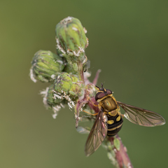Syrphus phaeostigma