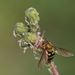 Syrphus phaeostigma - Photo (c) Frank Thomas Sautter, some rights reserved (CC BY-NC), uploaded by Frank Thomas Sautter