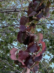 Magnoliopsida