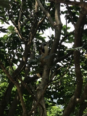 Pterorhinus pectoralis