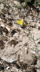 Linaria polygalifolia polygalifolia