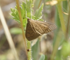 Mecyna mustelinalis
