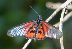 Acraea sambavae