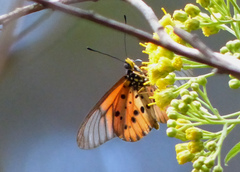 Acraea sambavae