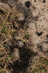 Mammillaria theresae
