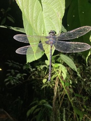 Gynacantha membranalis
