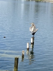 Ardea herodias image