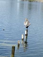 Ardea herodias image