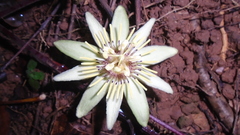 Passiflora rovirosae