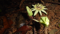 Passiflora rovirosae