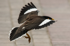 Acridotheres tristis