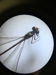 Xanthocnemis