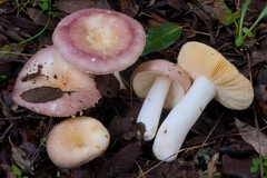 Russula parodorata