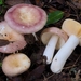 Russula parodorata - Photo (c) Marco Floriani, some rights reserved (CC BY-NC), uploaded by Marco Floriani