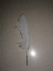 Aves