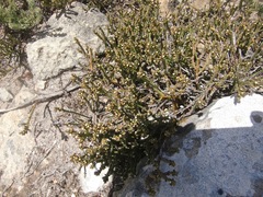 Thesium flexuosum
