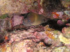 Gymnothorax unicolor