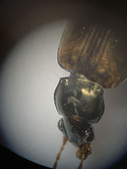 Bembidion corgenoma