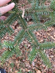 Abies pinsapo