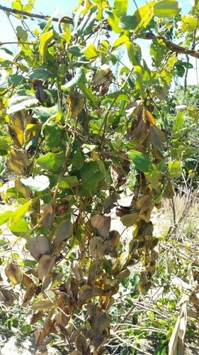 Dioscorea soso image