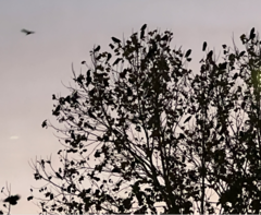 Corvus brachyrhynchos