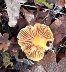 Hygrocybe quieta