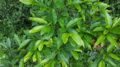 Syzygium nervosum
