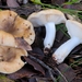 Russula praetervisa - Photo (c) Marco Floriani, μερικά δικαιώματα διατηρούνται (CC BY-NC), uploaded by Marco Floriani