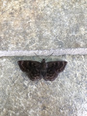 Nisoniades rubescens