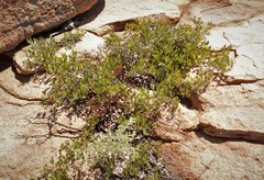 Searsia magalismontana magalismontana