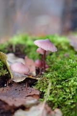 Fungi