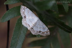 Scopula propinquaria