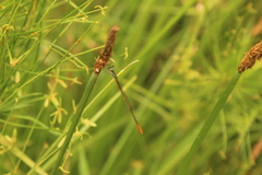 Agriocnemis falcifera