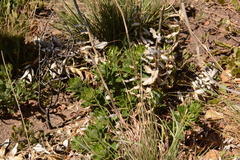 Berkheya seminivea