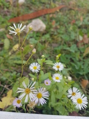 Erigeron annuus