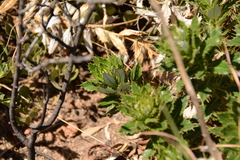 Berkheya seminivea
