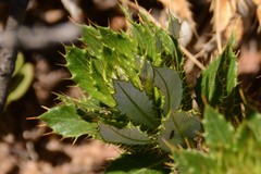 Berkheya seminivea