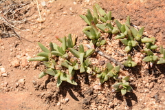 Khadia acutipetala