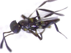 Cheiloneurus flaccus
