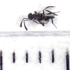 Cheiloneurus flaccus