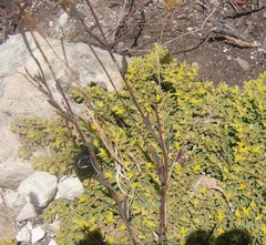 Ocnodes