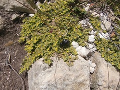 Ocnodes