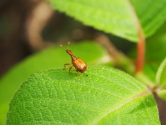 Leptapoderus rubidus