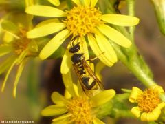 Eumenes mediterraneus