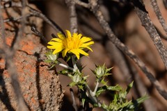 Berkheya carlinopsis