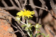 Berkheya carlinopsis