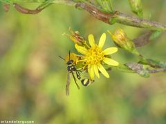 Eumenes mediterraneus