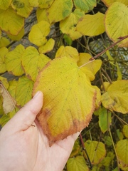 Tilia cordata