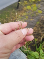 Poa annua